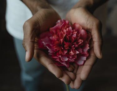 Close-Up Photo of Person Holding Pink Flower